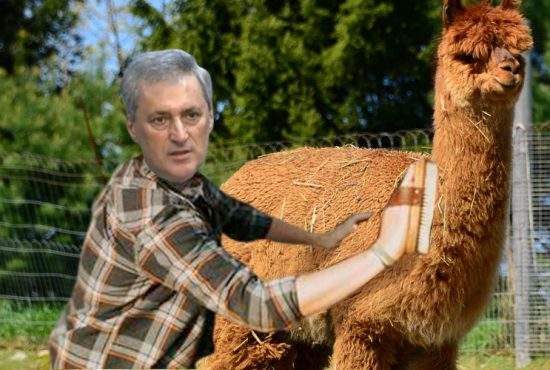 Ministrul de Interne i-a țesălat alpaca lui Godină, ca să nu mai fie așa supărat