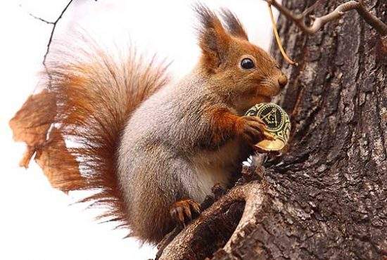 În Herăstrău a fost văzută veverița cocalară care în loc de ghinde colecționează ghiuluri