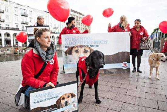 Vier Pfoten: câinii maidanezi ar trebui declaraţi animale sacre