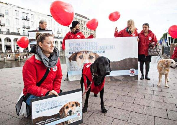 Vier Pfoten: câinii maidanezi ar trebui declaraţi animale sacre