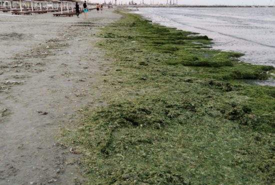 Veganii, îndemnați să-și facă concediul în țară, că e plin de alge pe litoral