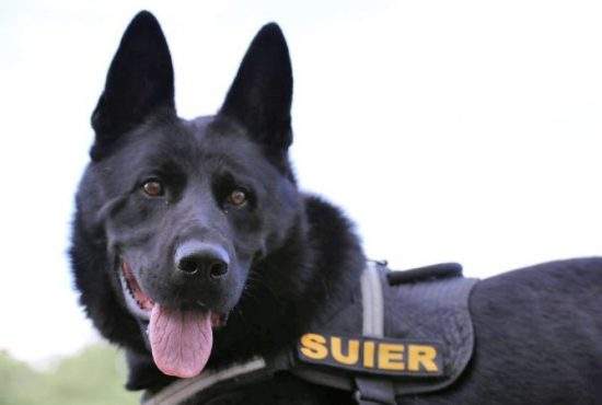 Încă o postare virală cu câinele polițist Șuier. A arătat cum nu se ia șpagă