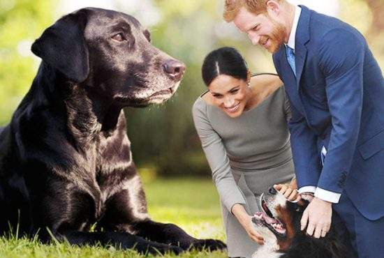 10 lucruri despre câinele prințului Harry