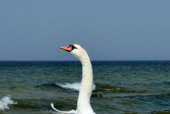 O lebădă flămândă a semănat teroare pe plaja de nudiști din 2 Mai