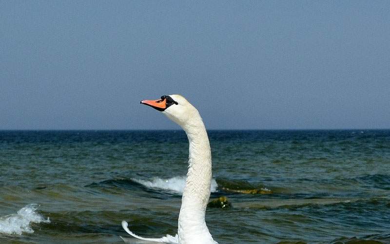 O lebădă flămândă a semănat teroare pe plaja de nudiști din 2 Mai