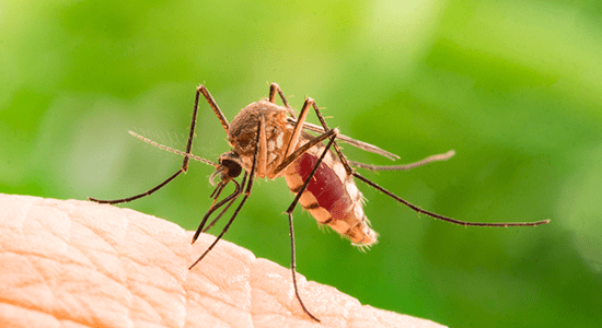 Pregătiți Nobelul! Un savant a creat țânțarul care îți suge grăsimea