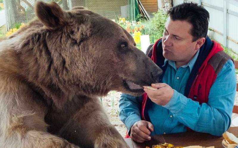 Turiștii din Bușteni, terorizați de un urs care se laudă la toți că e vegan