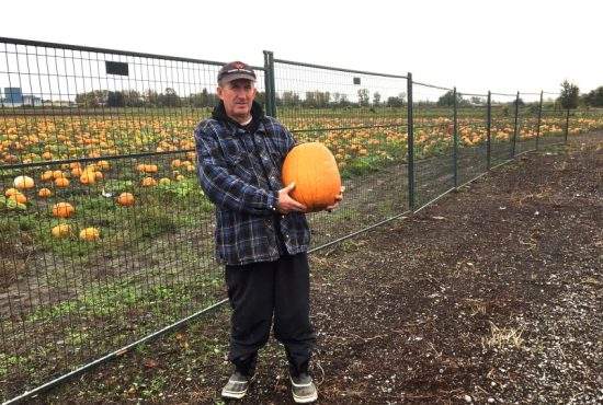 Pregătiri de Halloween. Românii au furat 1 milion de dovleci de pe câmp