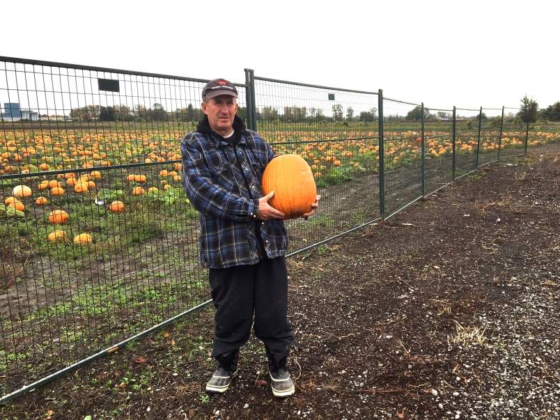 Pregătiri de Halloween. Românii au furat 1 milion de dovleci de pe câmp