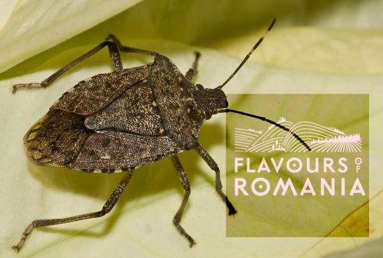 Netflix lansează Flavours of Romania, un documentar de 6 ore despre gândacul puturos