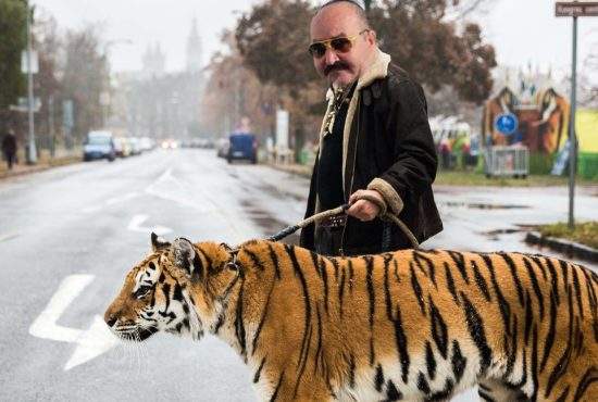 Nuțu Cămătaru le dă tigrilor săi datornici înghețați pe băț, ca să se răcorească