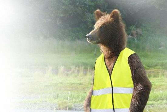 Ceață în Brașov. Urșii vor primi veste reflectorizante, ca să fie văzuți la tomberon