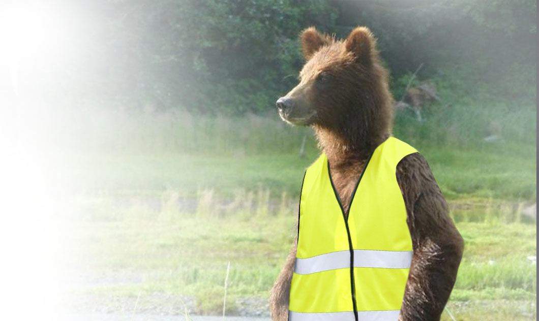 Ceață în Brașov. Urșii vor primi veste reflectorizante, ca să fie văzuți la tomberon