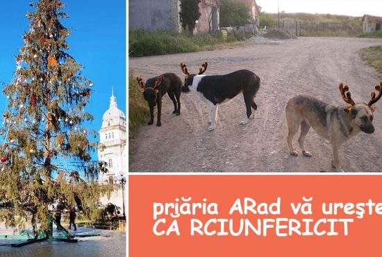 Continuă bătaia de joc la Arad. După bradul urât, sănii trase de maidanezi cu coarne