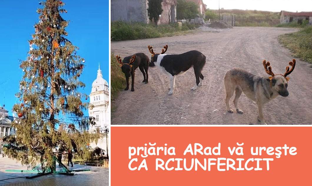 Continuă bătaia de joc la Arad. După bradul urât, sănii trase de maidanezi cu coarne