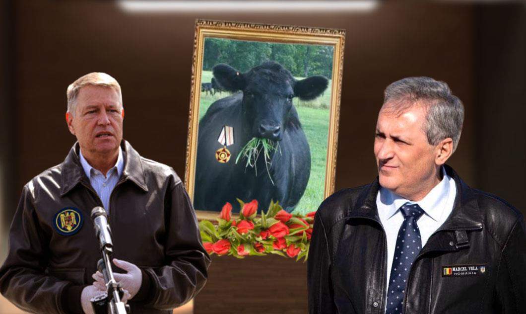 Vaca din care s-a făcut geaca de piele a lui Vela, decorată post-mortem de Iohannis