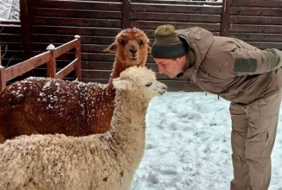 Marian Godină, în carantină pentru două săptămâni. A luat râie de la alpaca