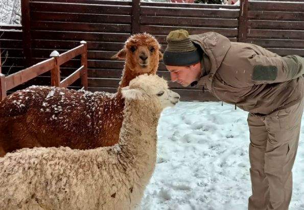 Marian Godină, în carantină pentru două săptămâni. A luat râie de la alpaca