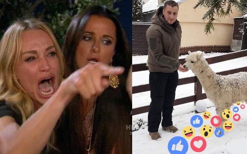 Românii cu pisici cer banarea lui Godină din FB, că le ia toate Like-urile cu alpaca