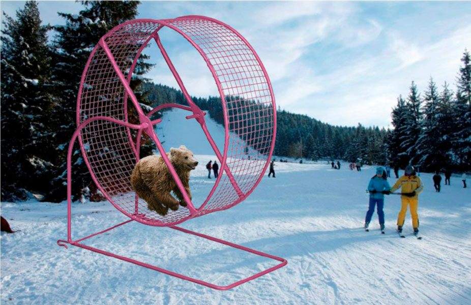 Pe pârtie a fost pusă o roată uriașă de hamsteri, să țină urșii ocupați