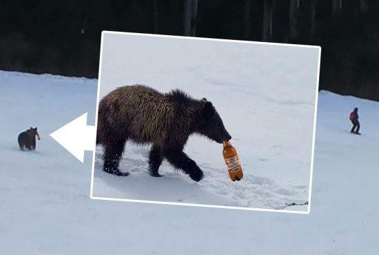 Ursul care alerga un schior pe pârtia Clăbucet încerca să-i returneze petul de bere!