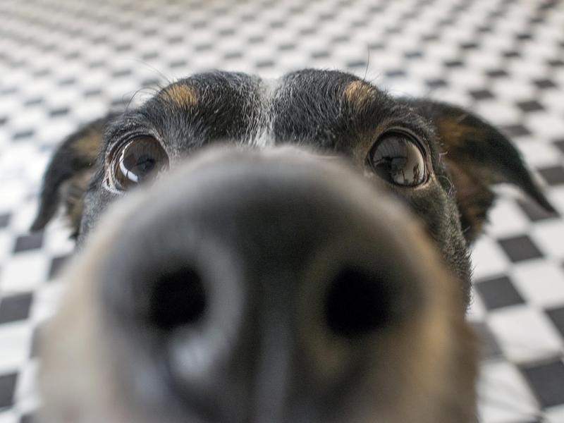 Câine dresat să detecteze COVID, precizie 100% la pacienţii cu chiftele în buzunar