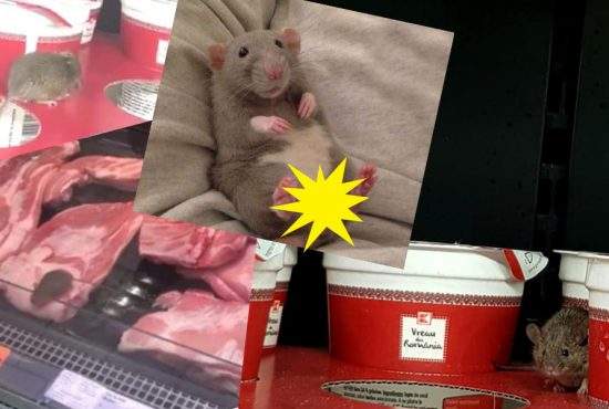 Surse: şoarecele de la Kaufland ia 500 euro pentru o şedinţă foto în tabloid