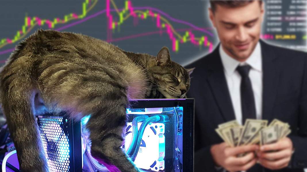 Un IT-ist și-a programat pisica să toarcă Bitcoin