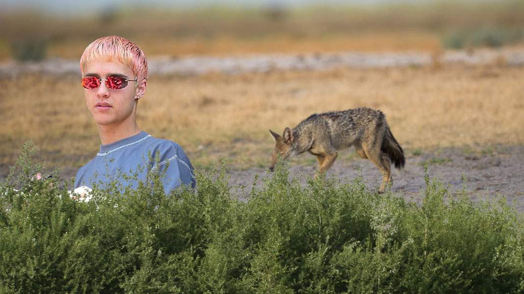 Natura renaşte! După şacali, şi Hienă de la Animal X a fost văzut în Bărăgan