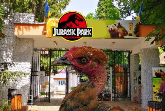 Jurassic Park la Zoo Focșani. Au jumulit o găină și susțin că e pui de T-Rex