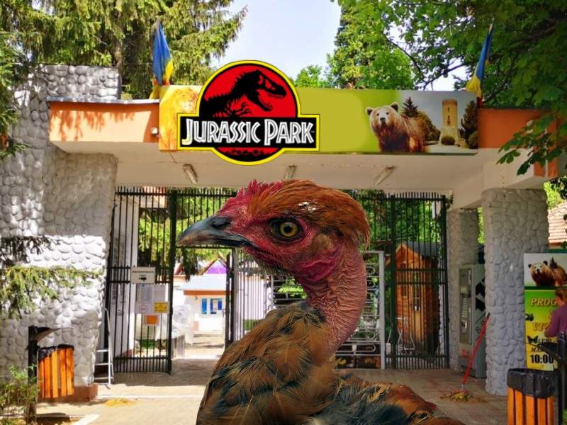 Jurassic Park la Zoo Focșani. Au jumulit o găină și susțin că e pui de T-Rex