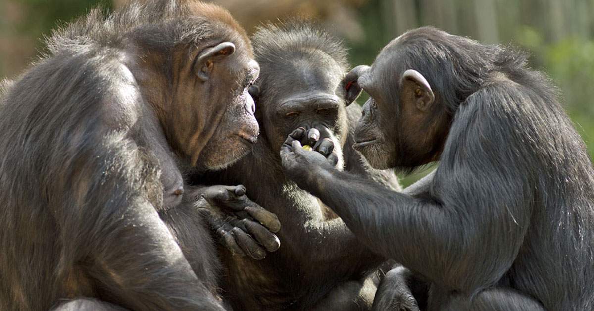 Concurență pentru România TV. Maimuțele de la Zoo, filmate mâncând căcat