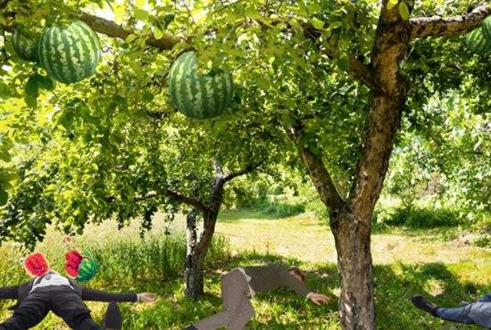 Arborele de pepeni din Dăbuleni, desemnat şi anul acesta cel mai periculos pom din ţară