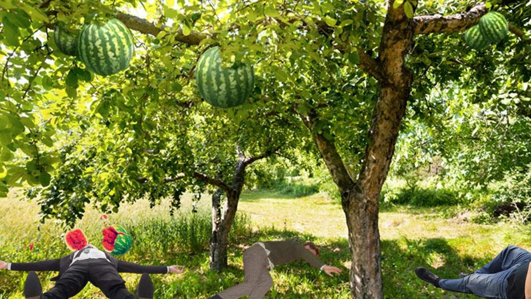 Arborele de pepeni din Dăbuleni, desemnat şi anul acesta cel mai periculos pom din ţară