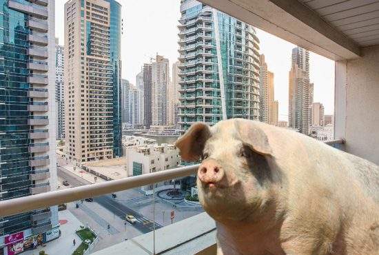 Românul care creștea porci pe balcon în Dubai a fost arestat
