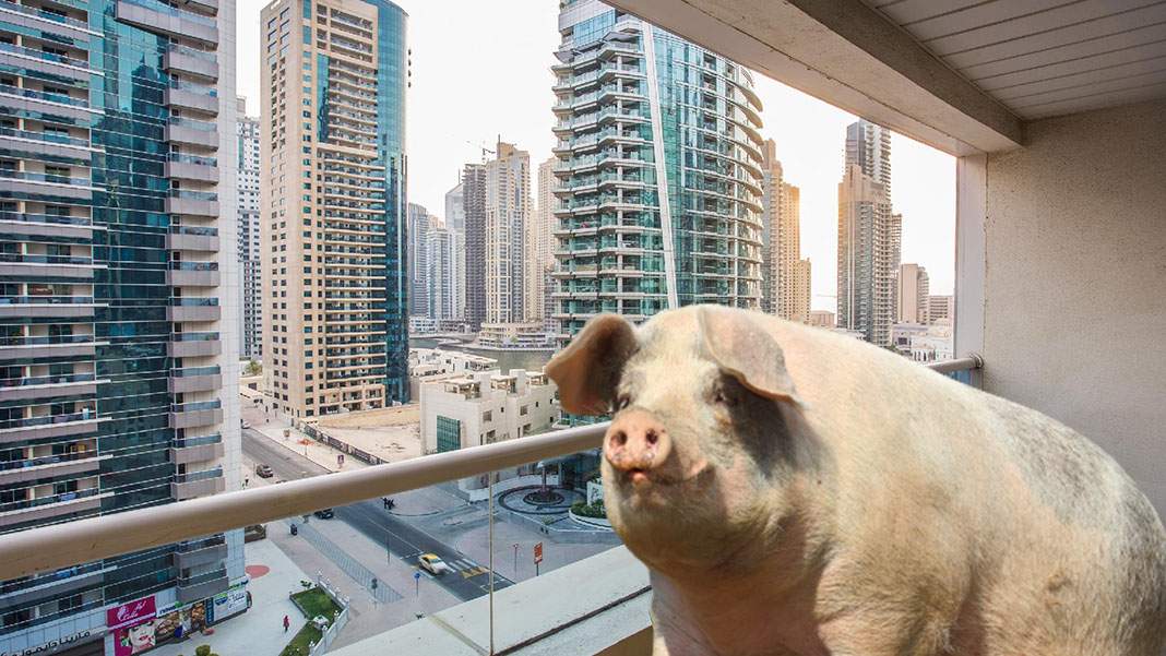 Românul care creștea porci pe balcon în Dubai a fost arestat