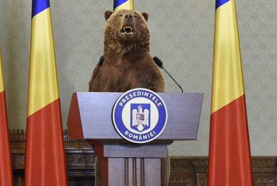 Ursul Arthur va fi împăiat și pus președinte în locul lui Klaus Iohannis