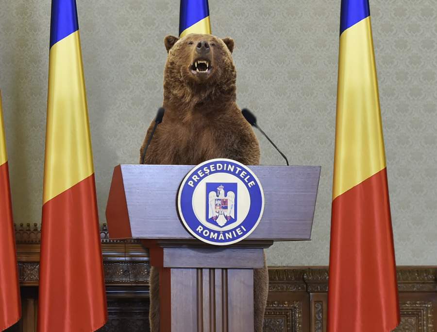 Ursul Arthur va fi împăiat și pus președinte în locul lui Klaus Iohannis