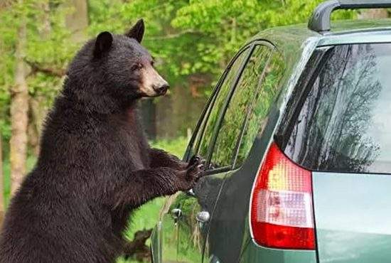 Un turist se plânge că un urs i-a cerut un foc și nu i-a mai dat bricheta înapoi