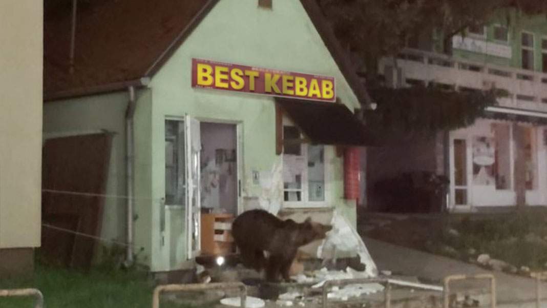 Un urs a distrus o șaormerie după ce nu i-au pus zmeură în șaorma cu de toate