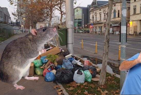 Prințul din Liechtenstein vine la București, să vâneze cel mai mare șobolan din lume