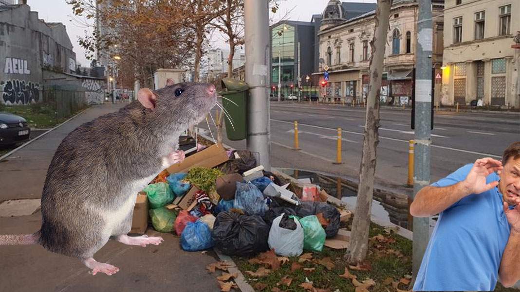 Prințul din Liechtenstein vine la București, să vâneze cel mai mare șobolan din lume