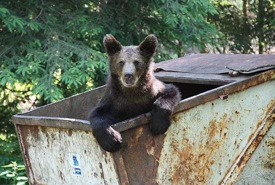 OPC închide un tomberon din Brașov după ce mai mulți urși s-au stricat la stomac