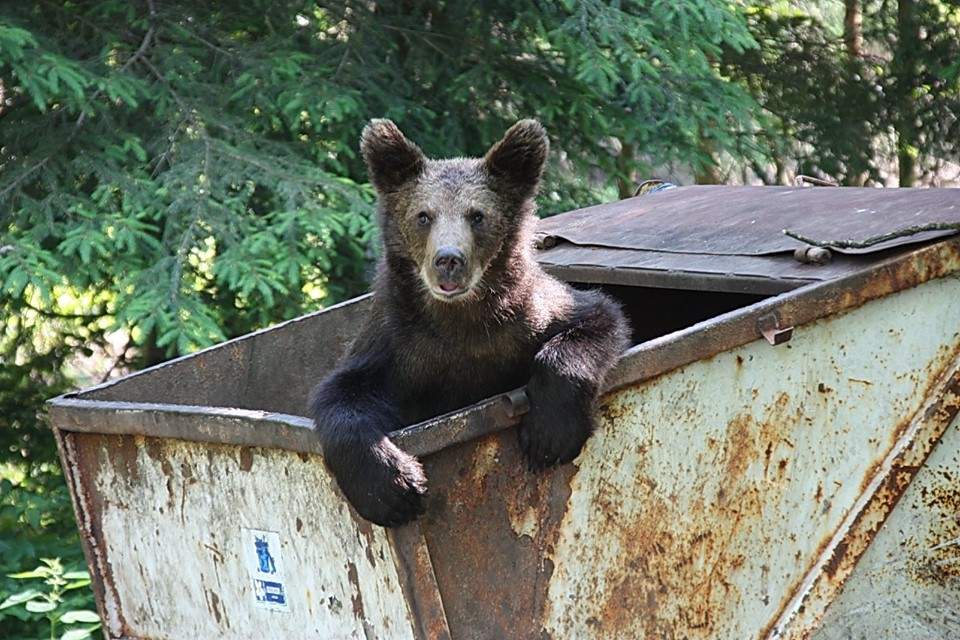 Revoltă în Braşov după legea care te obligă să treci ursul la întreţinere