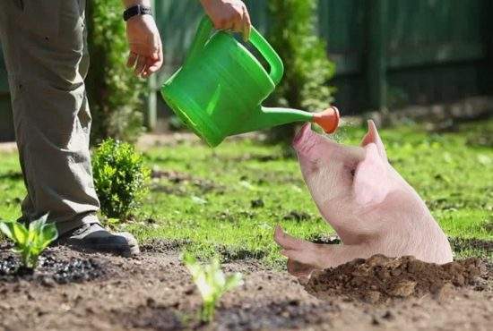 Un vegan ghinionist a plantat o sămânță și i-a ieșit tot un porc