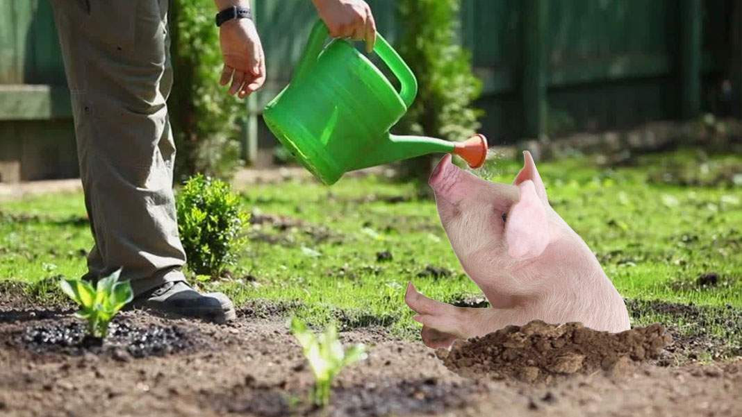 Un vegan ghinionist a plantat o sămânță și i-a ieșit tot un porc