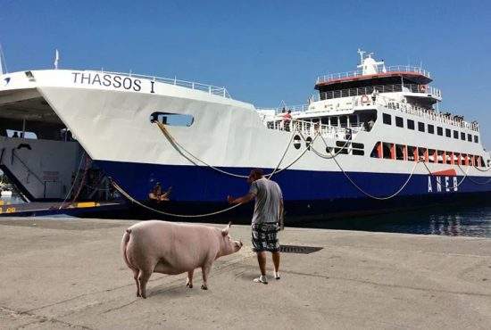 Un român se plânge că nu l-au lăsat pe feribot în Grecia cu porcul