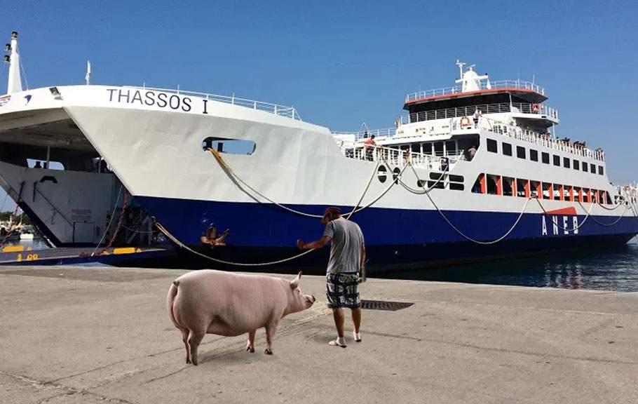 Un român se plânge că nu l-au lăsat pe feribot în Grecia cu porcul