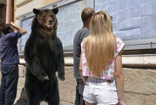 Un urs a intrat în liceul din Tuşnad ca să vadă ce notă a luat fi-su la BAC
