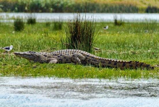 Autorităţile vor elibera 6000 de crocodili în Deltă ca să combată somnul african
